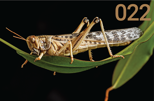 Desert locusts’ upsurges: A harbinger of emerging climate change induced crises?